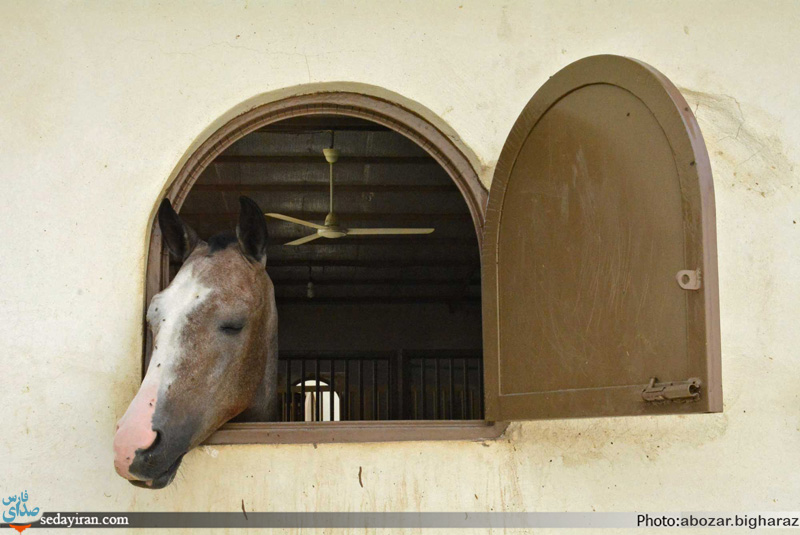 (تصاویر) مجموعه پرورش اسب های اصیل در شهر لار و گراش