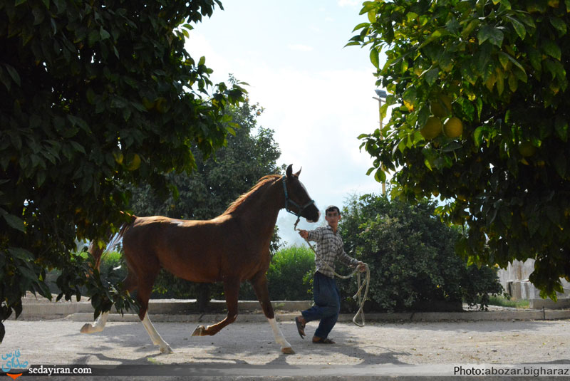 (تصاویر) مجموعه پرورش اسب های اصیل در شهر لار و گراش