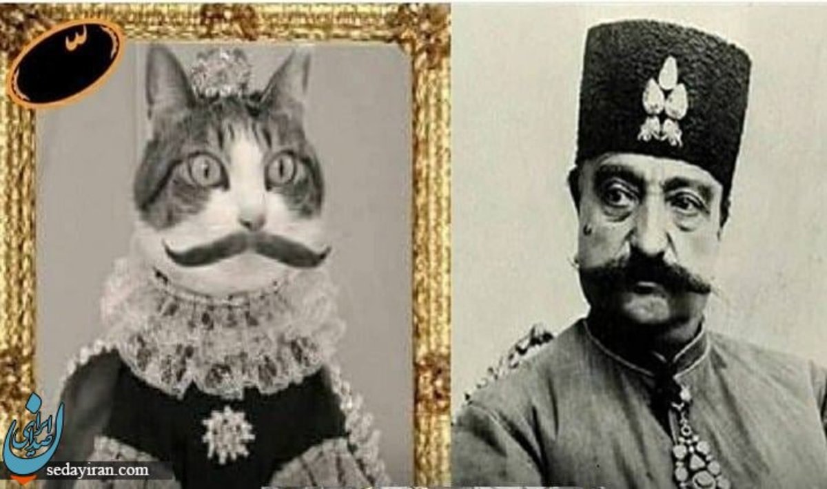 با مشهورترین گربه تهران آشنا شوید   جوجه‌کباب؛ غذای مخصوص ببری‌خان!
