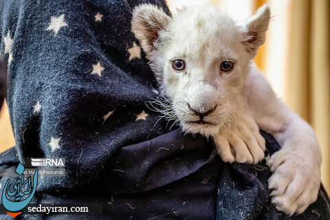 (تصاویر) وضعیت بچه شیر سفید متولد شده در کرج