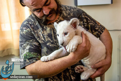 ت(صاویر) وضعیت «سانا» در کرج /  توله شیر سفیدی که از طرف مادر پذیرفته نشد
