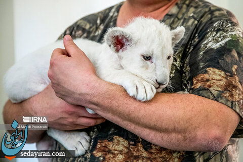 (تصاویر) وضعیت «سانا» در کرج /  توله شیر سفیدی که از طرف مادر پذیرفته نشد