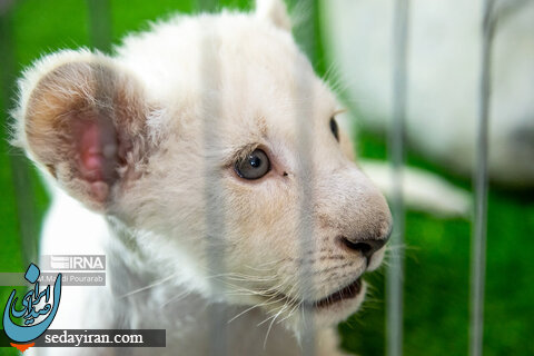 (تصاویر) وضعیت «سانا» در کرج /  توله شیر سفیدی که از طرف مادر پذیرفته نشد
