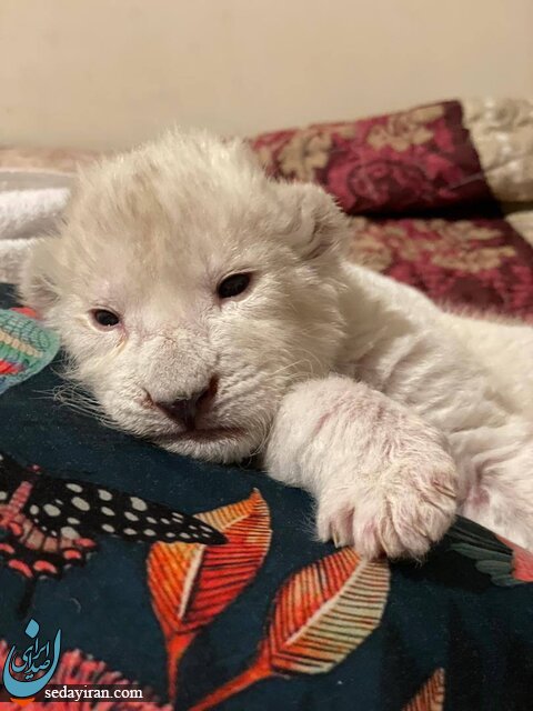 (تصاویر) زیباترین شیر سفید جهان در کرج متولد شد