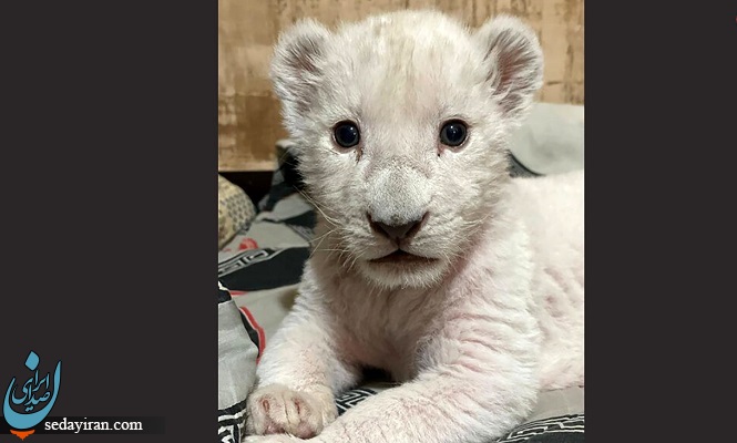 (تصاویر) زیباترین شیر سفید جهان در کرج متولد شد