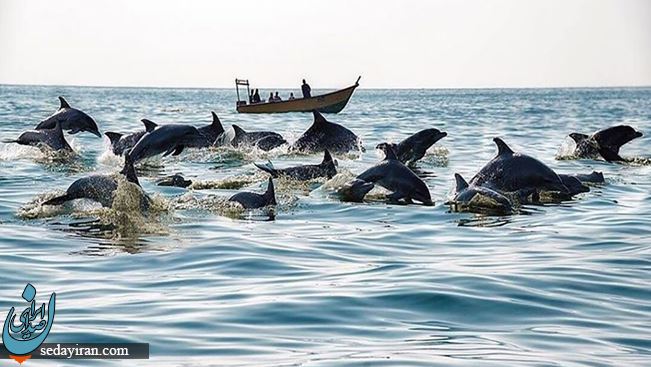 چه زمانی برای دیدن دلفین‌ ها به جزیره هنگام سفر کنیم؟