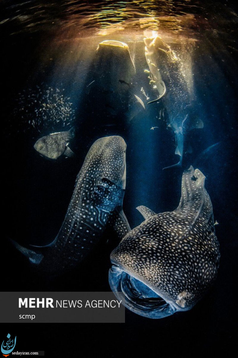 (تصاویر) برندگان مسابقه عکاسی دنیای زیر آب ۲۰۲۲