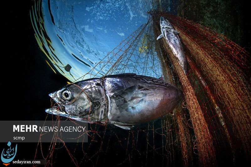 (تصاویر) برندگان مسابقه عکاسی دنیای زیر آب ۲۰۲۲