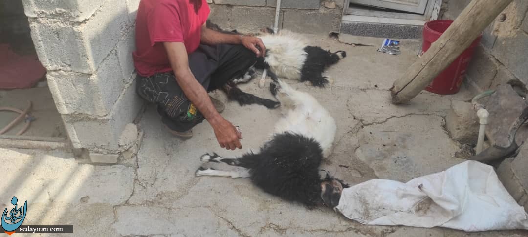 حمله هولناک پلنگ به گله گوسفندان در خوزستان / تلف شدن ۳۰ راس دام / عکس