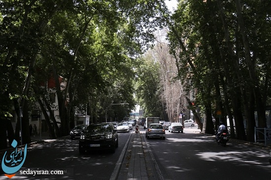قاتل درختان خیابان ولیعصر بازداشت می شود؟