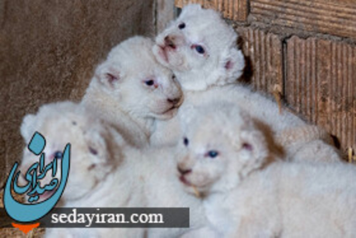 (تصاویر) تولد شیرهای سفید 4 قلو در حیات وحش پارک چمران