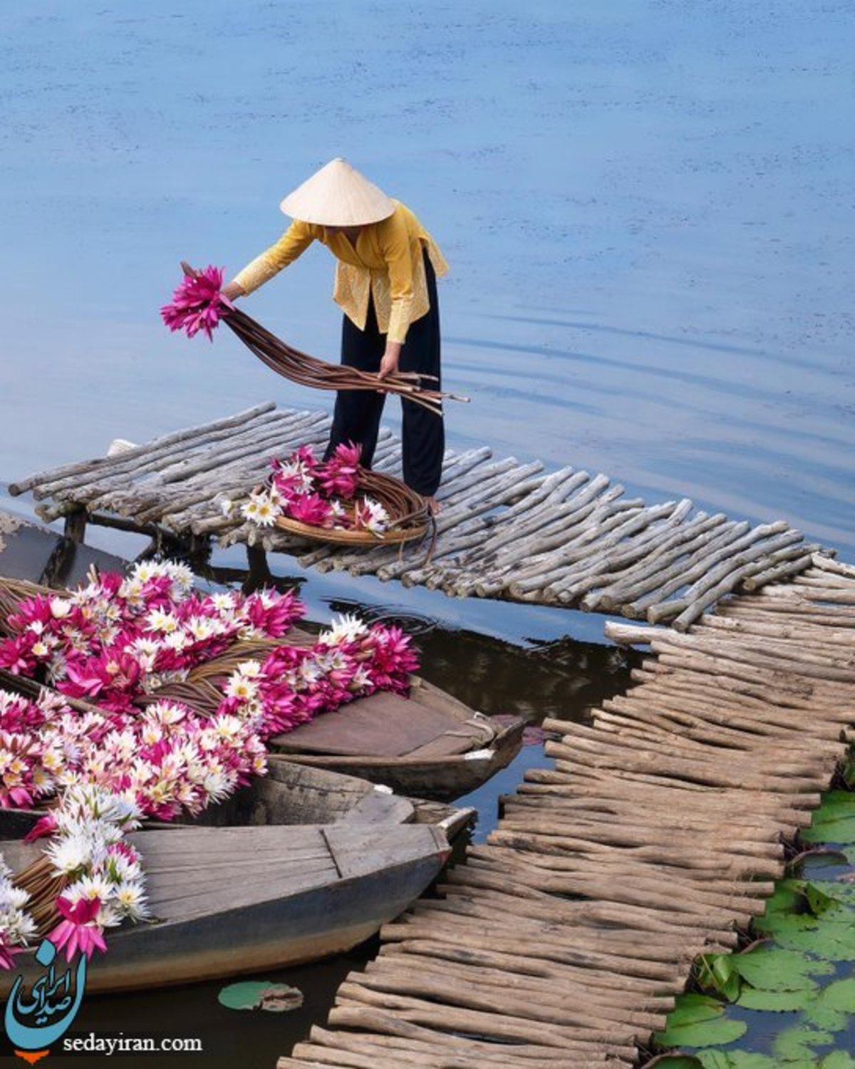 تصویری دل انگیز از برداشت نیلوفر آبی در ویتنام