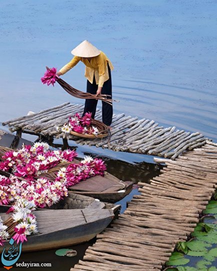برداشت نیلوفر آبی در ویتنام / تصاویر