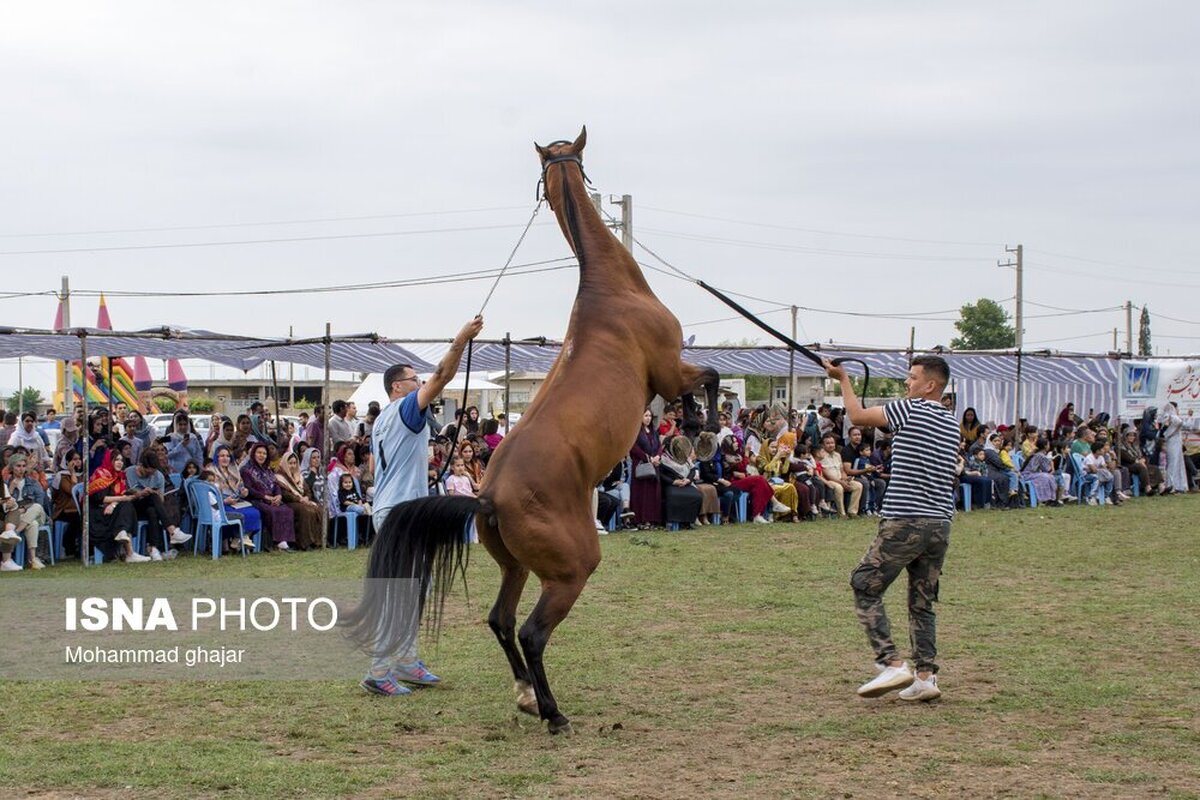 جشنواره ملی زیبایی اسب اصیل ترکمن (+عکس)