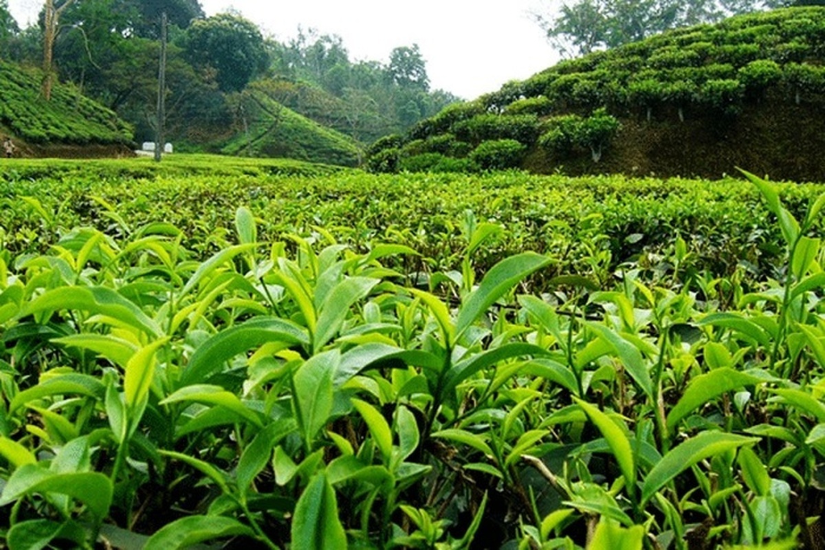 برداشت برگ سبز از باغات چای گیلان و مازندران