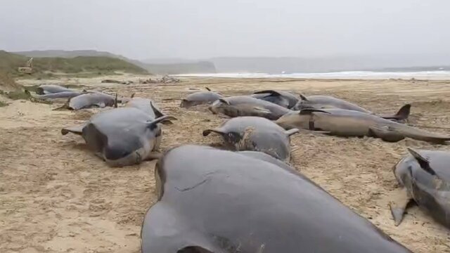 تلف شدن دست کم 65 نهنگ در سواحل اسکاتلند