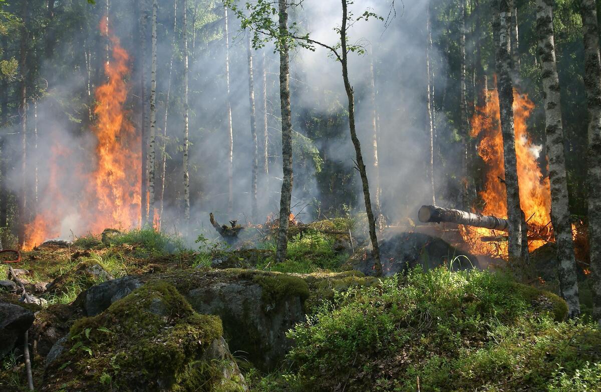 آتش سوزی جنگل‌های لرستان عمدی بود