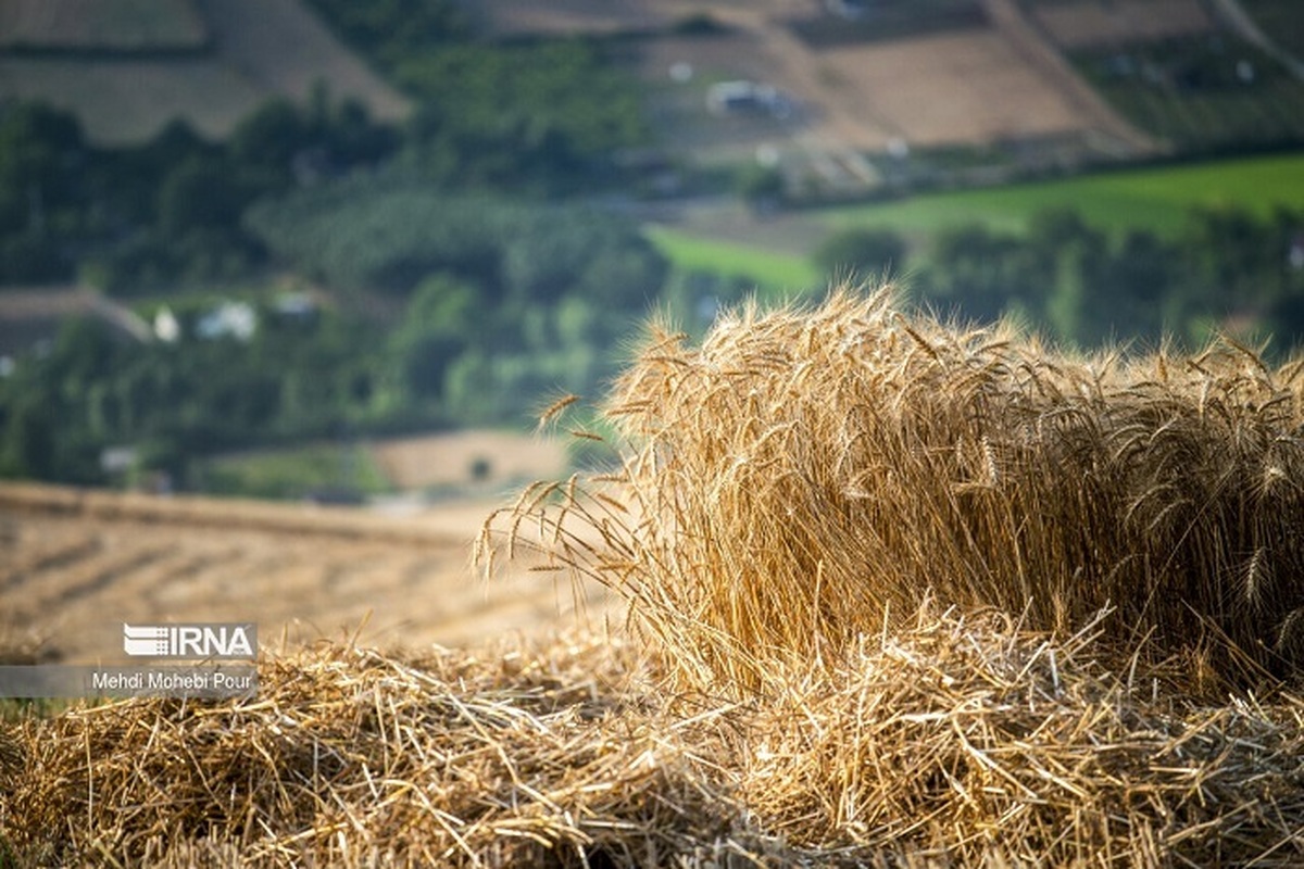 10 استان برتر خرید تضمینی گندم ؛ اجرای طرح جهش تولید دیمزار‌ها