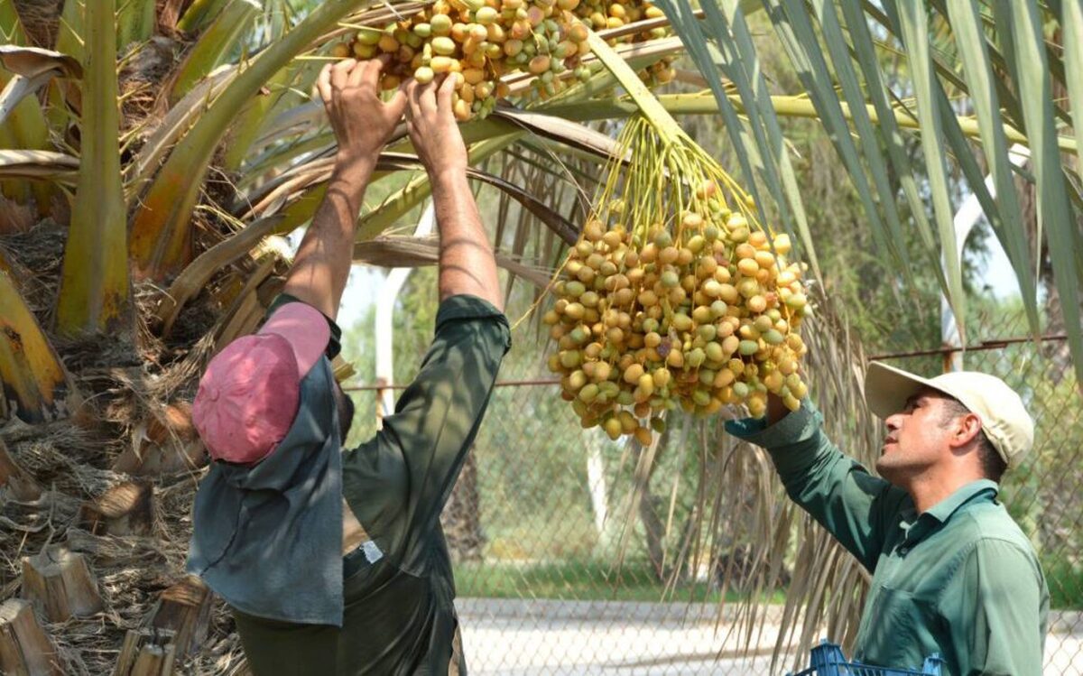 خرما و شربت نیشکر میزبان زوّار حسینی (+عکس)