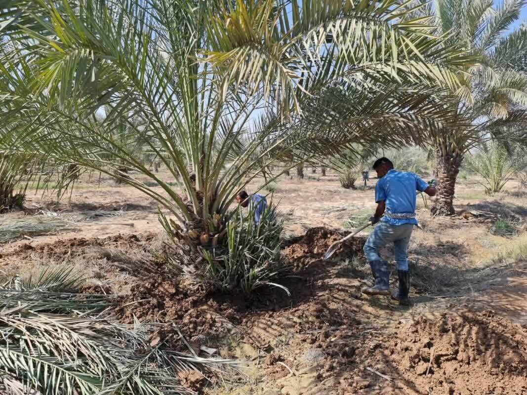 خرما و شربت نیشکر میزبان زوّار حسینی (+عکس)