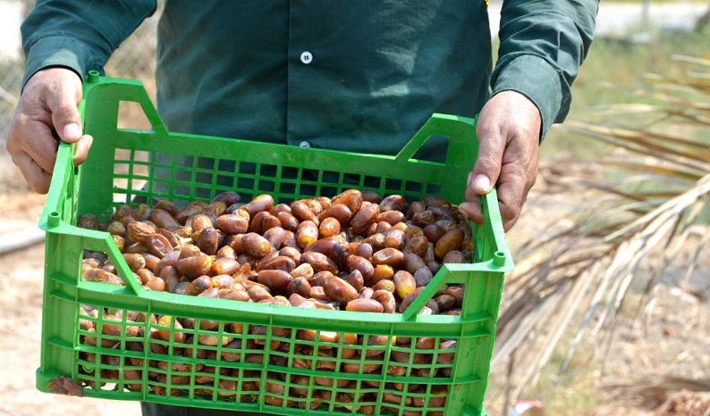 خرما و شربت نیشکر میزبان زوّار حسینی (+عکس)