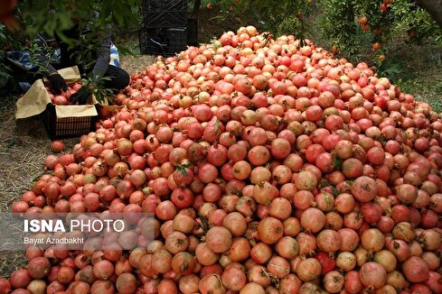 انارستان تنگ سیاب در کوهدشت لرستان (+عکس)