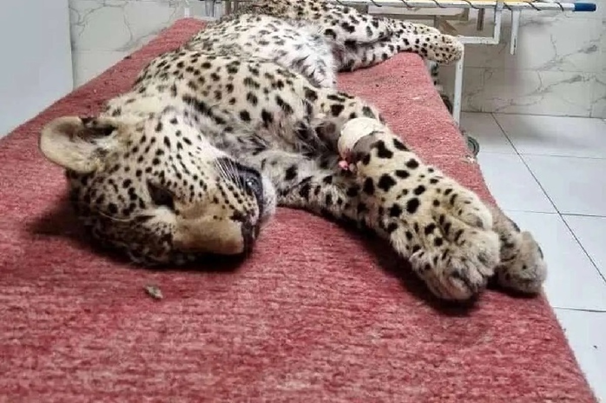 تلف شدن پلنگ زخمی چاران