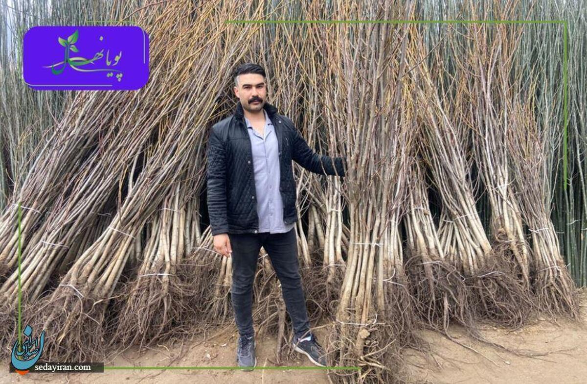 نهال گردو چندلر، فرنور و ژنوتیپ؛ انتخابی هوشمندانه برای سودآوری در کشاورزی مدرن