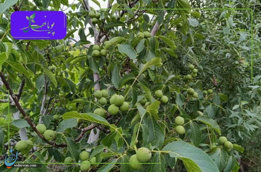نهال گردو چندلر، فرنور و ژنوتیپ؛ انتخابی هوشمندانه برای سودآوری در کشاورزی مدرن