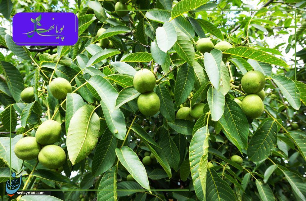 نهال گردو چندلر، فرنور و ژنوتیپ؛ انتخابی هوشمندانه برای سودآوری در کشاورزی مدرن