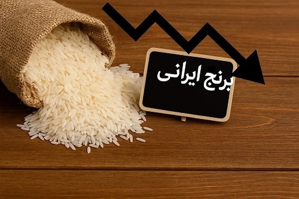 حراج برنج ایرانی  کاهش ۲۰ درصدی قیمت برنج در آستانه فصل برداشت
