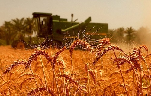 مطالبات گندم‌کاران معوق و مزارع خشک/واردات دلاری و خرید داخلی ریالی؟