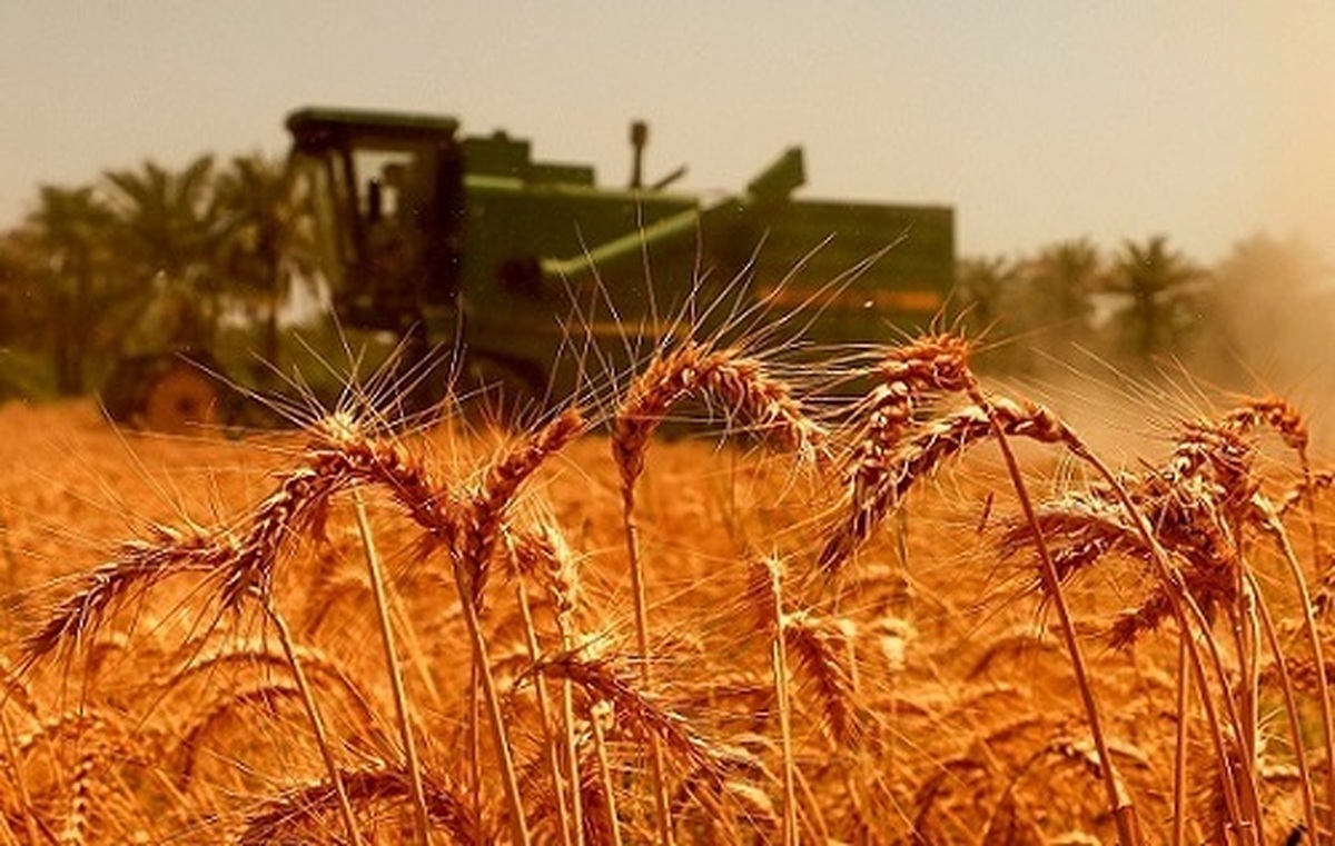 مطالبات گندم‌کاران معوق و مزارع خشک واردات دلاری و خرید داخلی ریالی؟