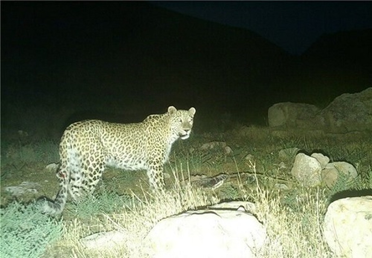 رخ‌نمایی پلنگ در  قلب فیروزکوه