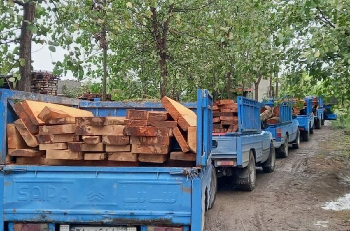 باند سازمان یافته قاچاق چوب در آمل متلاشی شد