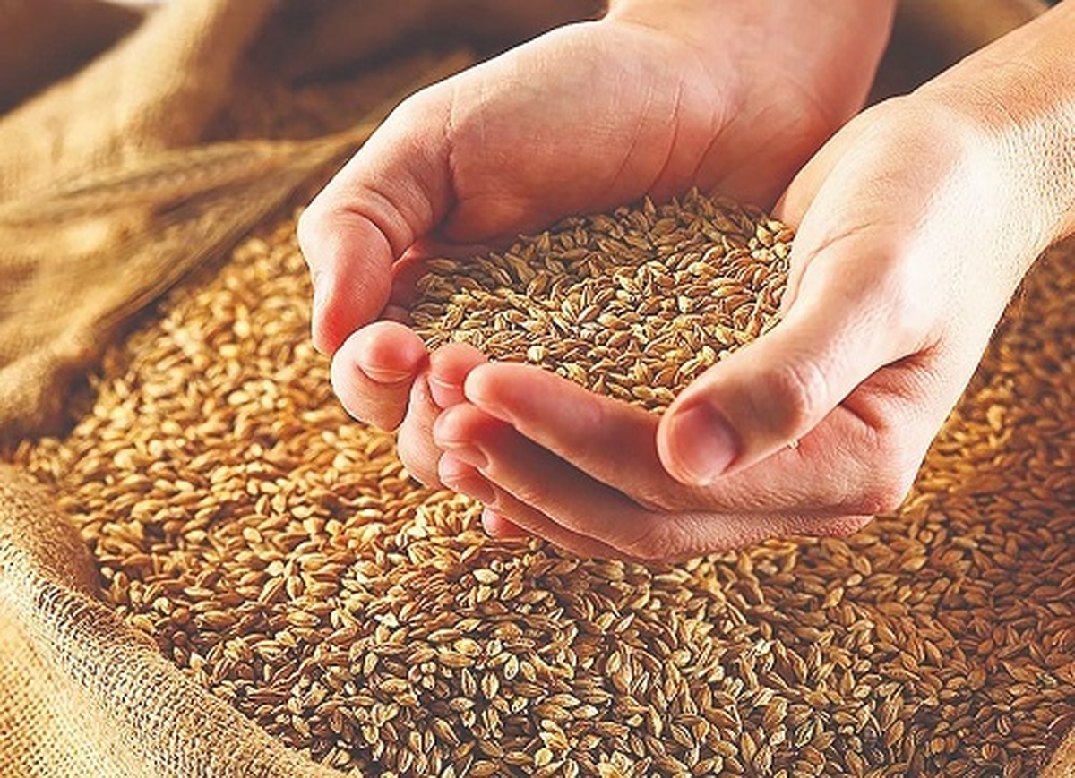 توافق نهایی قیمت خرید تضمینی گندم در آستانه اعلام رسمی