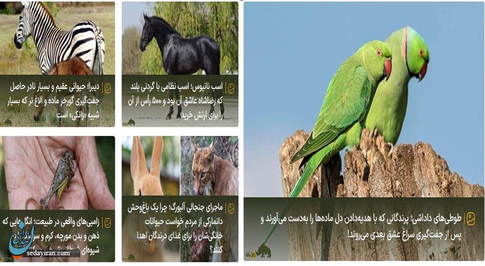 سایت راز بقا؛ اولین مرجع تخصصی حیات‌وحش ایران و جهان
