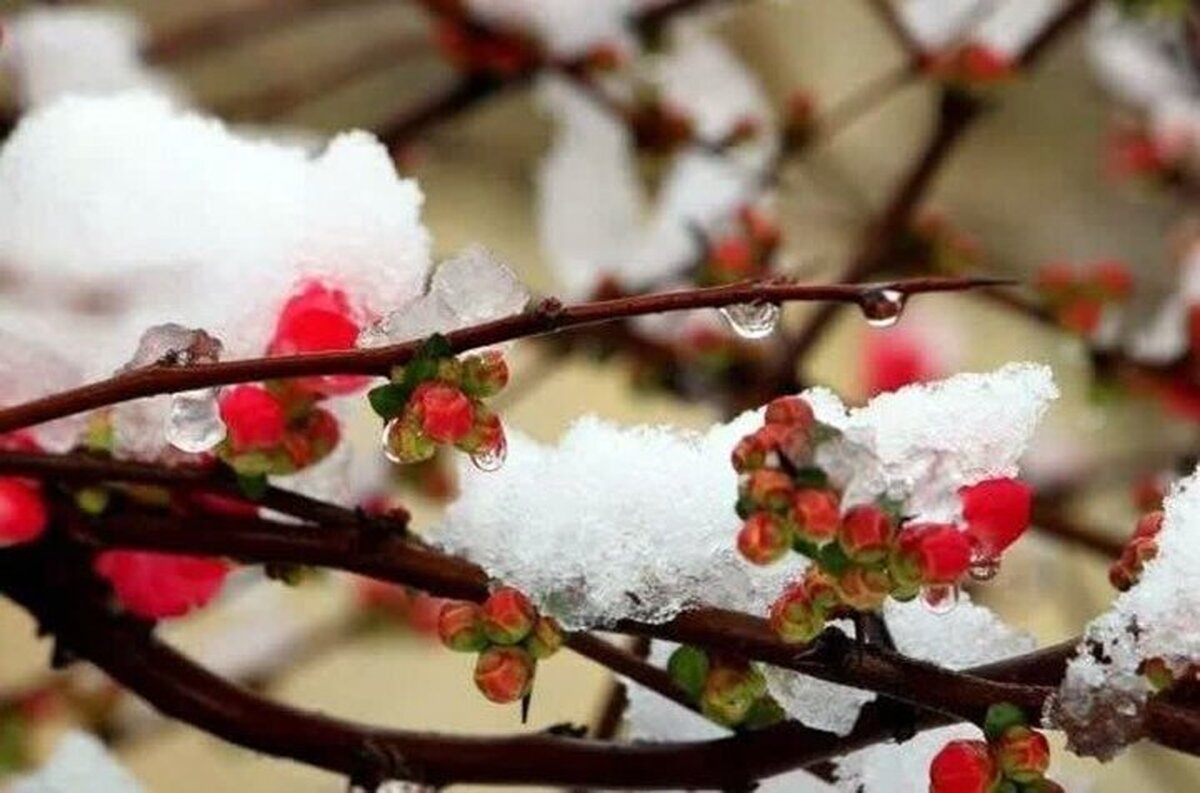 هشدار هواشناسی برای سرمازدگی باغات در شرق کشور