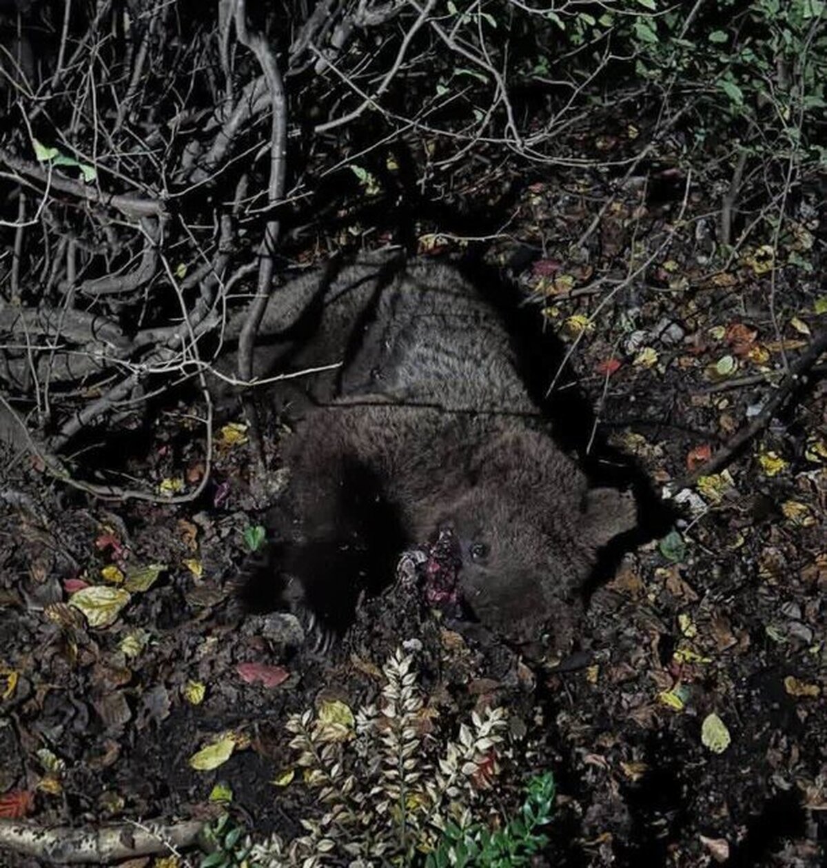 تلف شدن خرس قهوه‌ای در برخورد با قطار مسیر سوادکوه