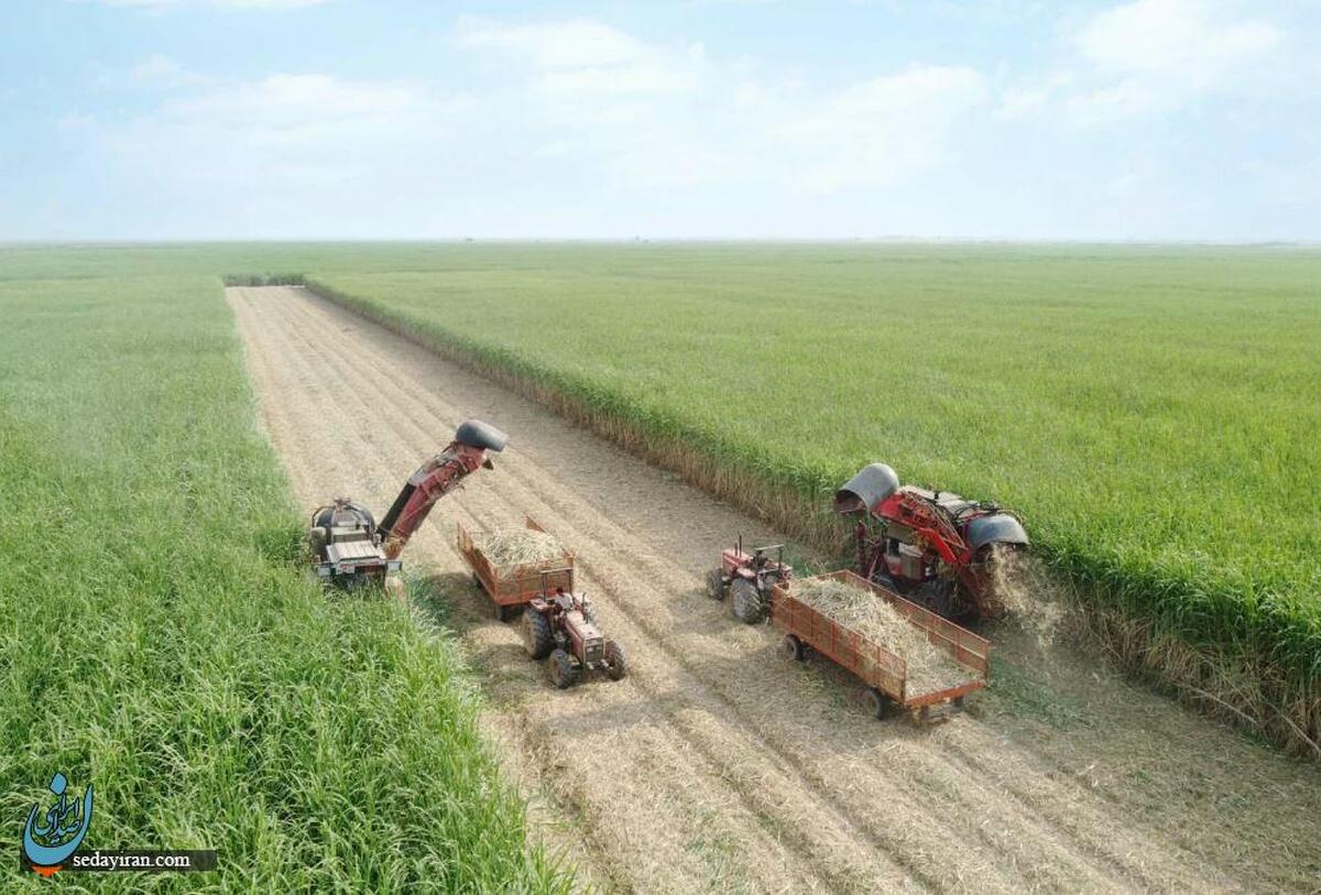 برداشت نیشکر از ابتدای فصل، ۱۰۰ درصد سبز انجام شده است  امسال ناوگان برداشت نیشکر با ۹ هاروستر جدید تقویت شد