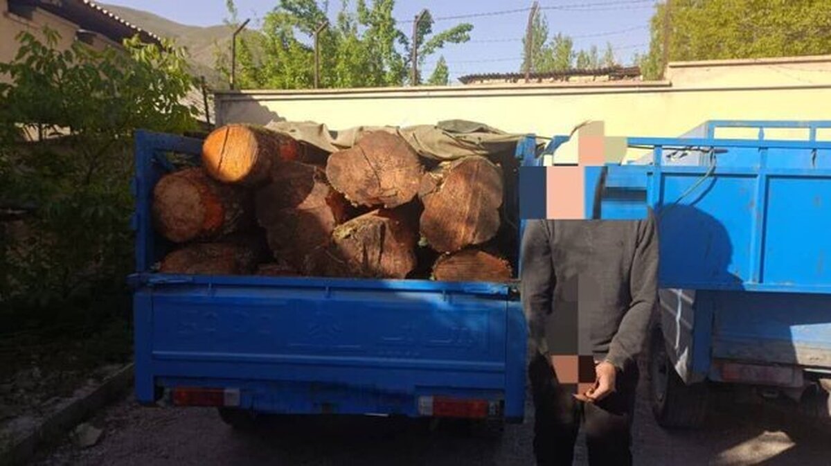 بازداشت ۴ قرقبان و نگهبان جنگل‌های مازندران بخاطر تبانی با قاچاقچیان چوب