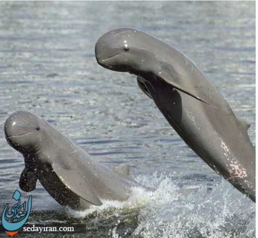 تصویری از دلفین بسیار عجیب و باورنکردنی