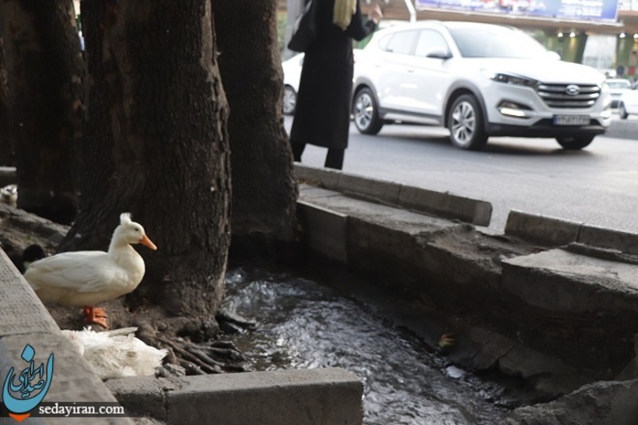 عکس های ارسالی از امین خانی که از همزیستی اردک و تهرانی ها در محله تجریش در مورخه 30 خرداد 1400 گرفته شده است