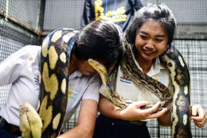 بازدیدکنندگان در حاشیه مسابقات قهرمانی حیوانات خانگی 2022 در شهر بانکوک تایلند با مارهای پیتون عکس می گیرند./ خبرگزاری فرانسه